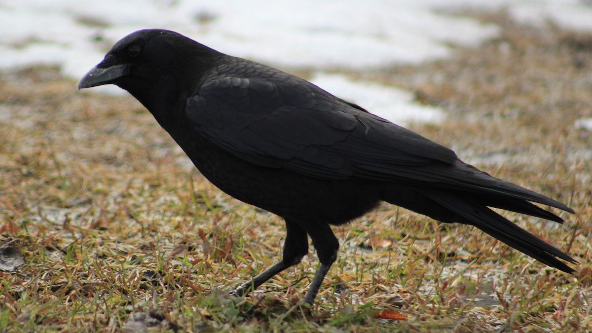 American Crow - ML192785681