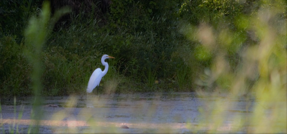 Great Egret - ML192786701