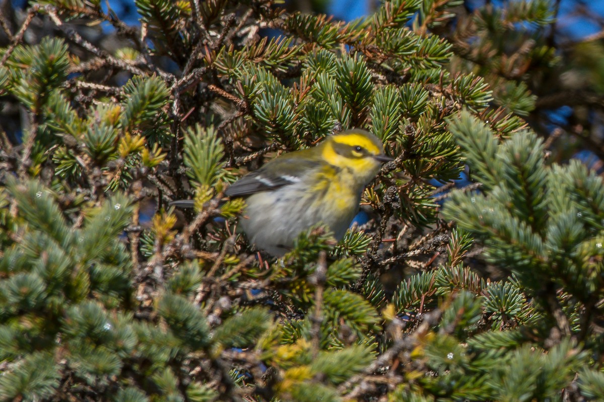 Townsend's Warbler - ML192787241