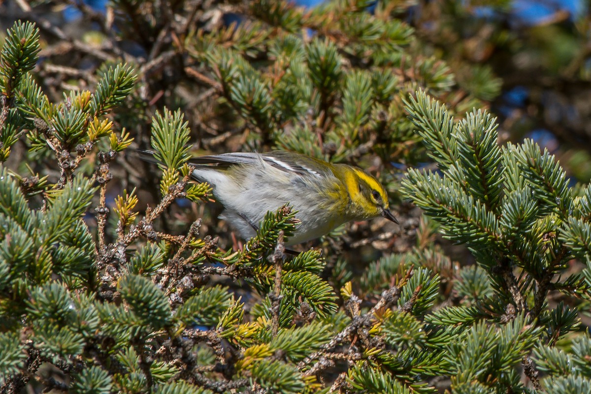 Townsend's Warbler - ML192787251