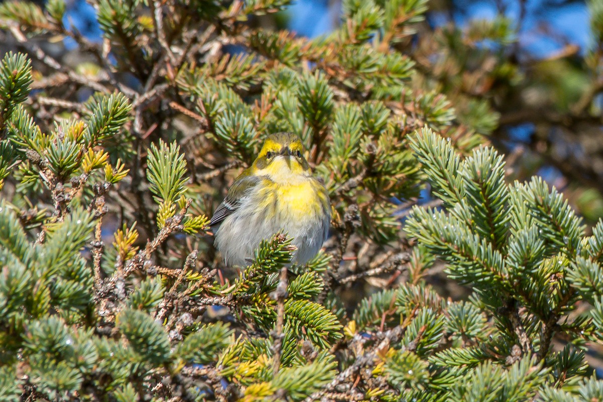 Townsend's Warbler - ML192787261