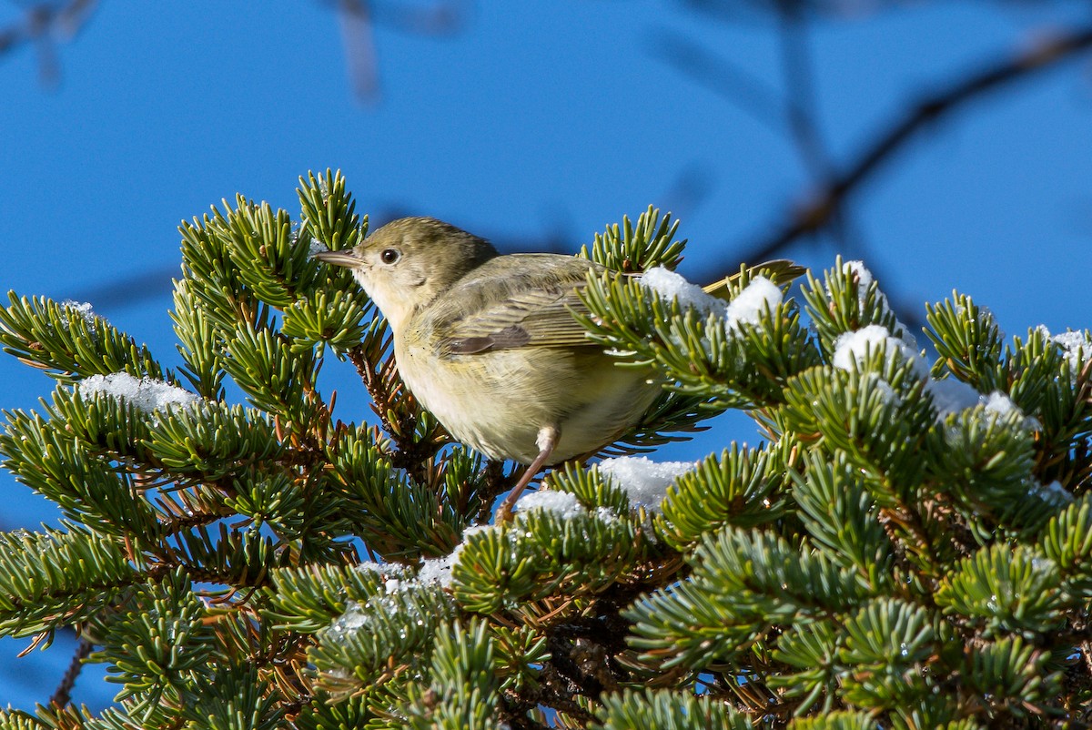 Yellow Warbler - ML192787291