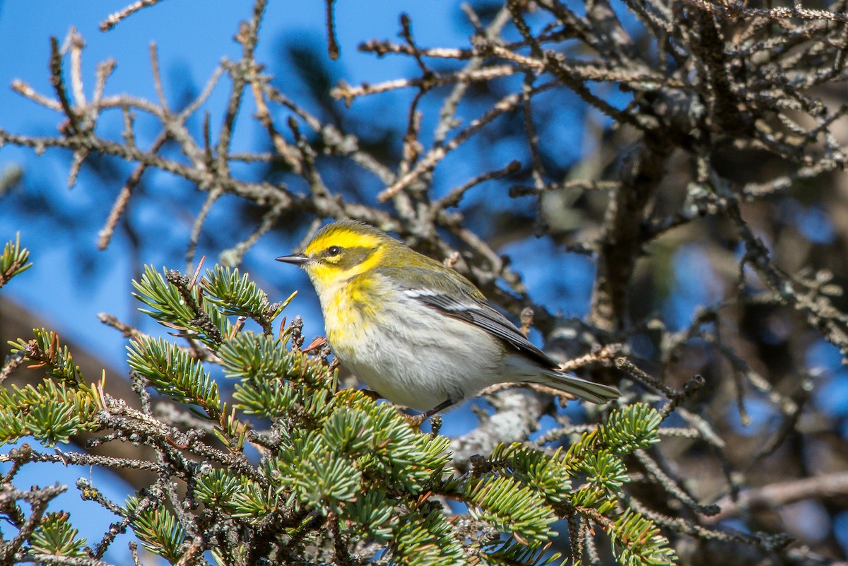 Townsend's Warbler - ML192787361