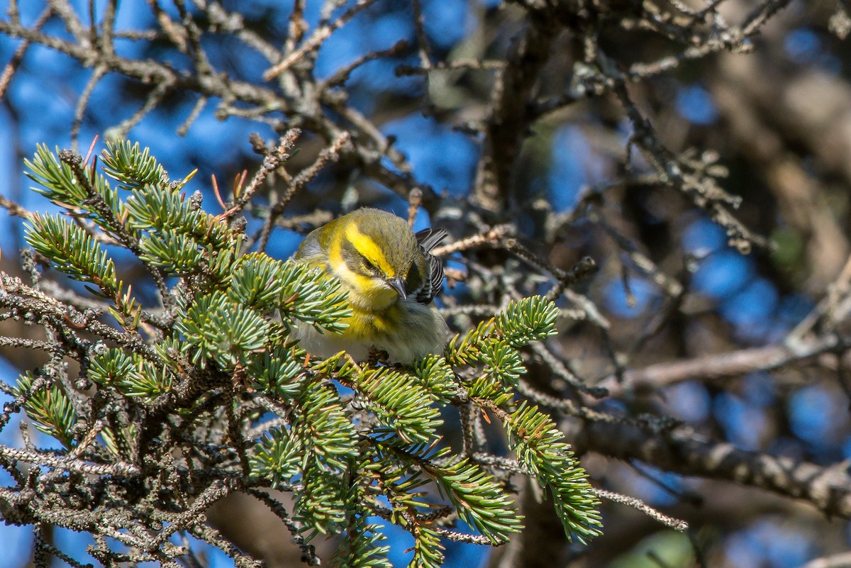 Townsend's Warbler - ML192787391