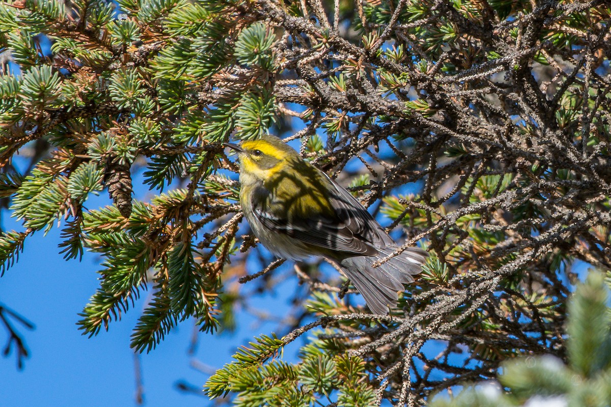 Townsend's Warbler - ML192787401