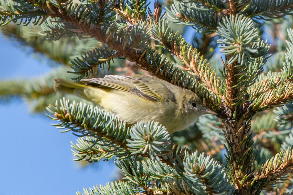 Yellow Warbler - ML192787441