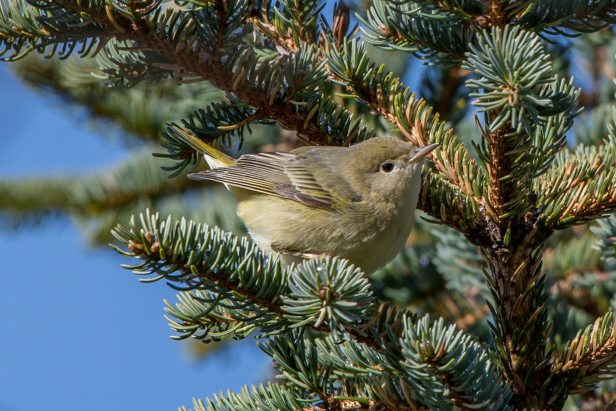 Yellow Warbler - ML192787461