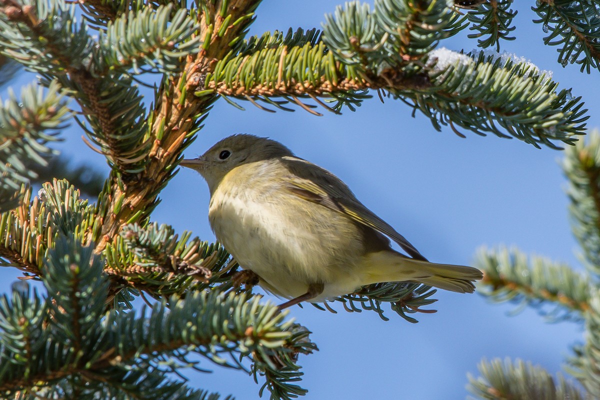 Yellow Warbler - ML192787491