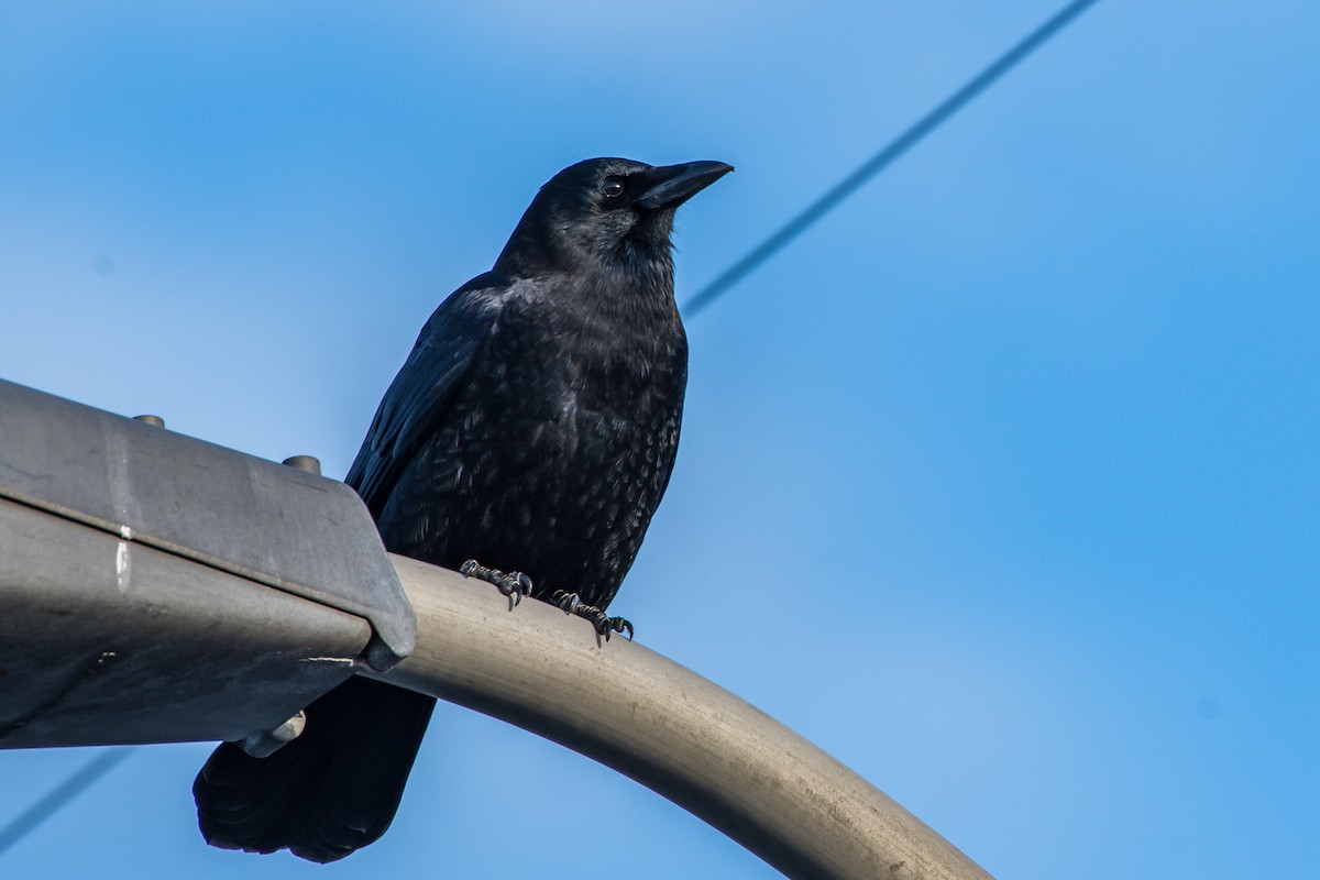 American Crow - ML192787551