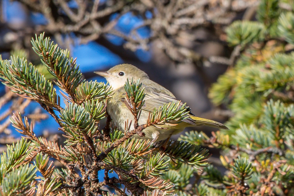 Yellow Warbler - ML192787561