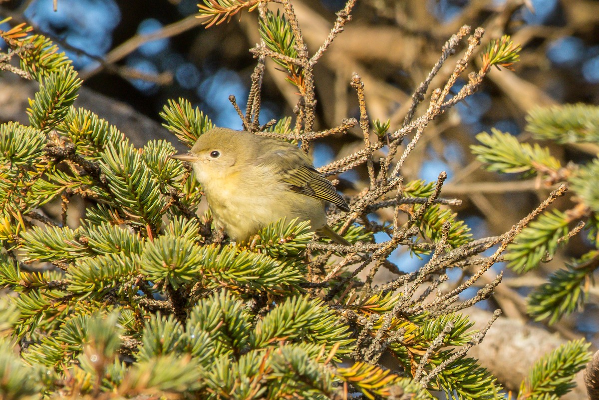 Yellow Warbler - ML192787571