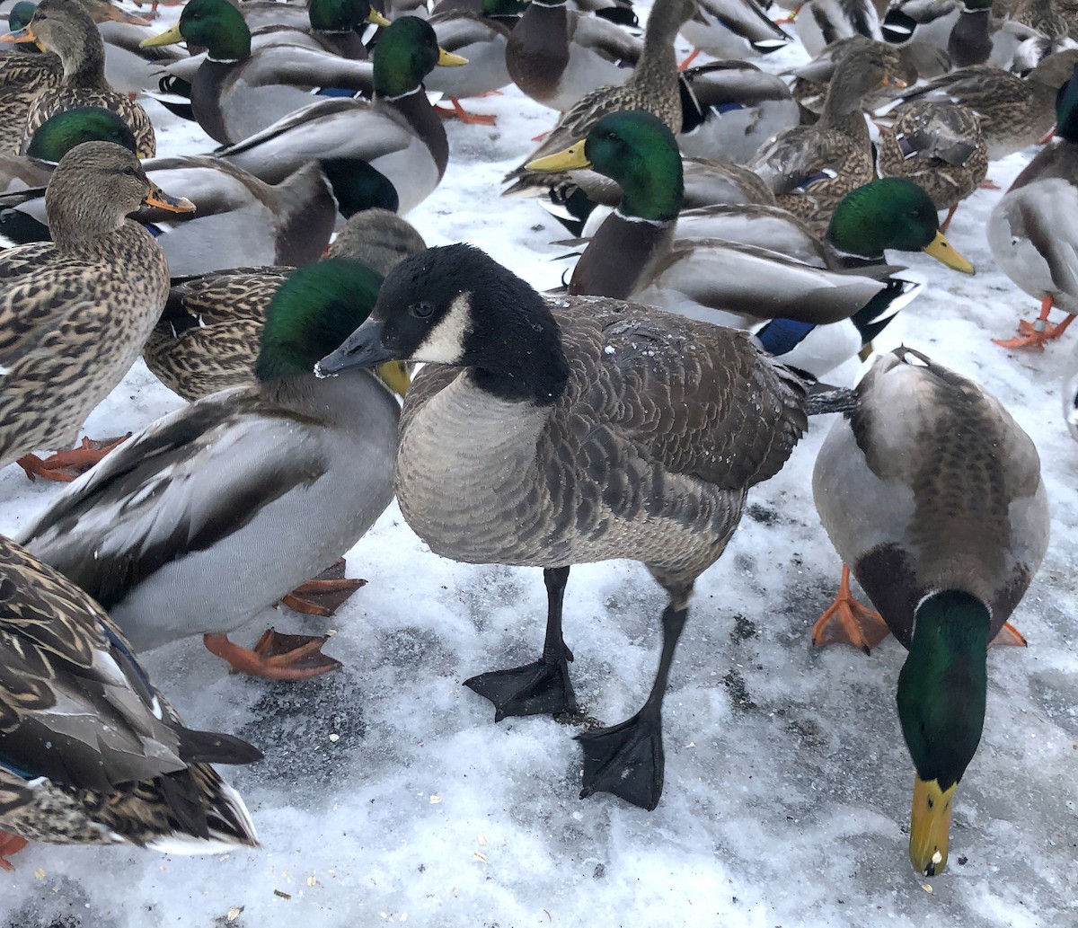 Cackling/Canada Goose - ML192787591