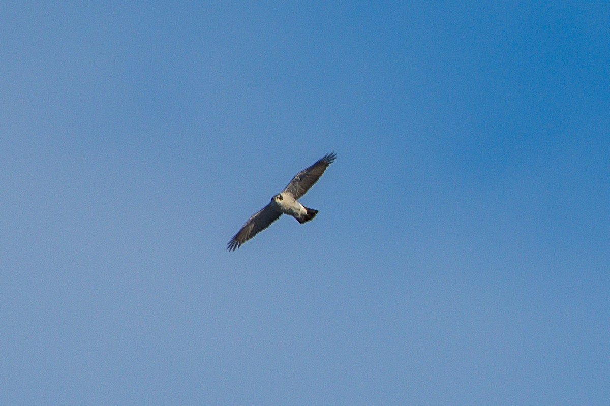 American Goshawk - ML192787781