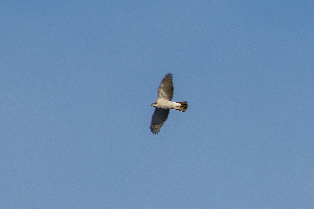 American Goshawk - ML192787811