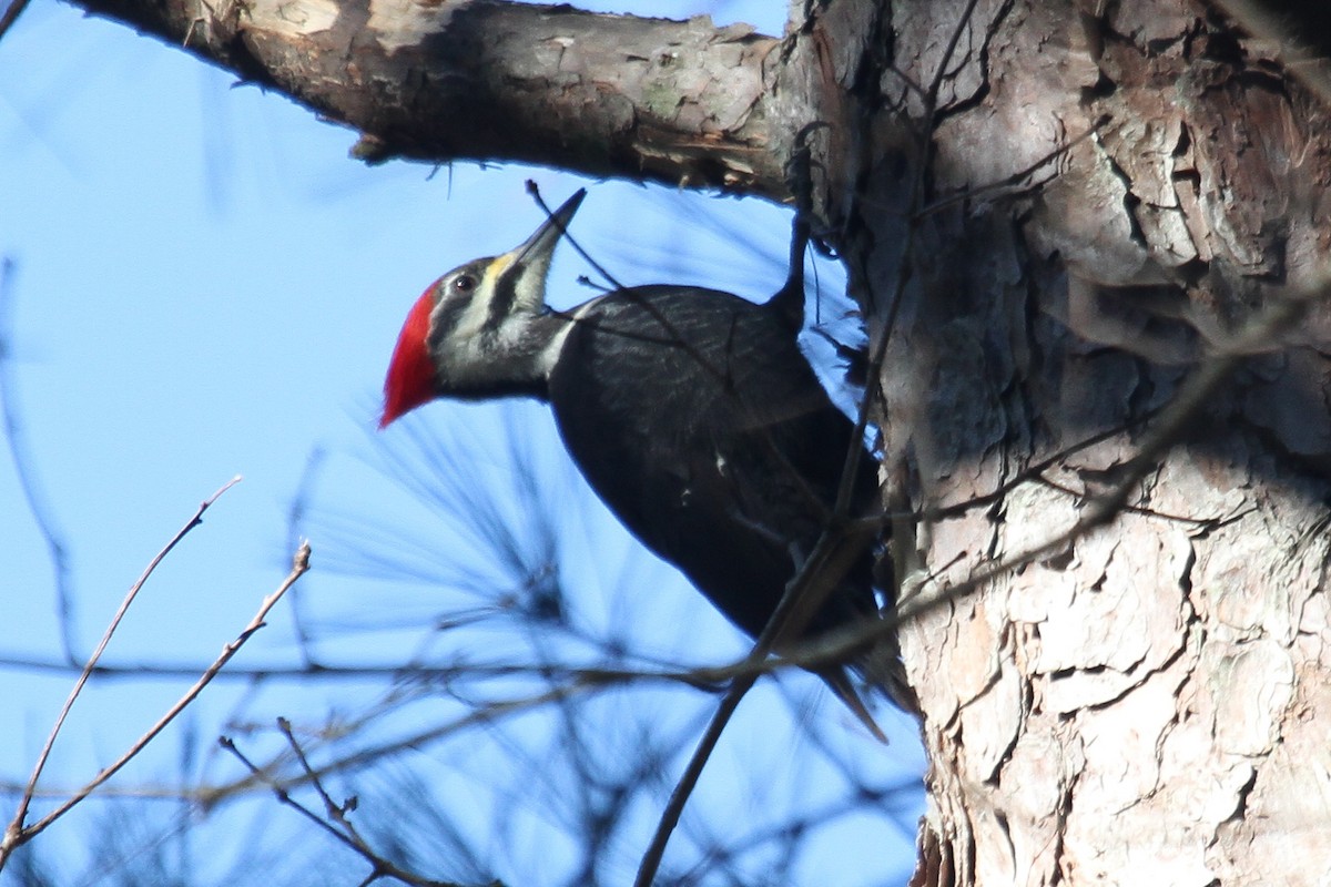 Pileated Woodpecker - ML192789511
