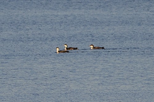 Common Loon - ML192790721