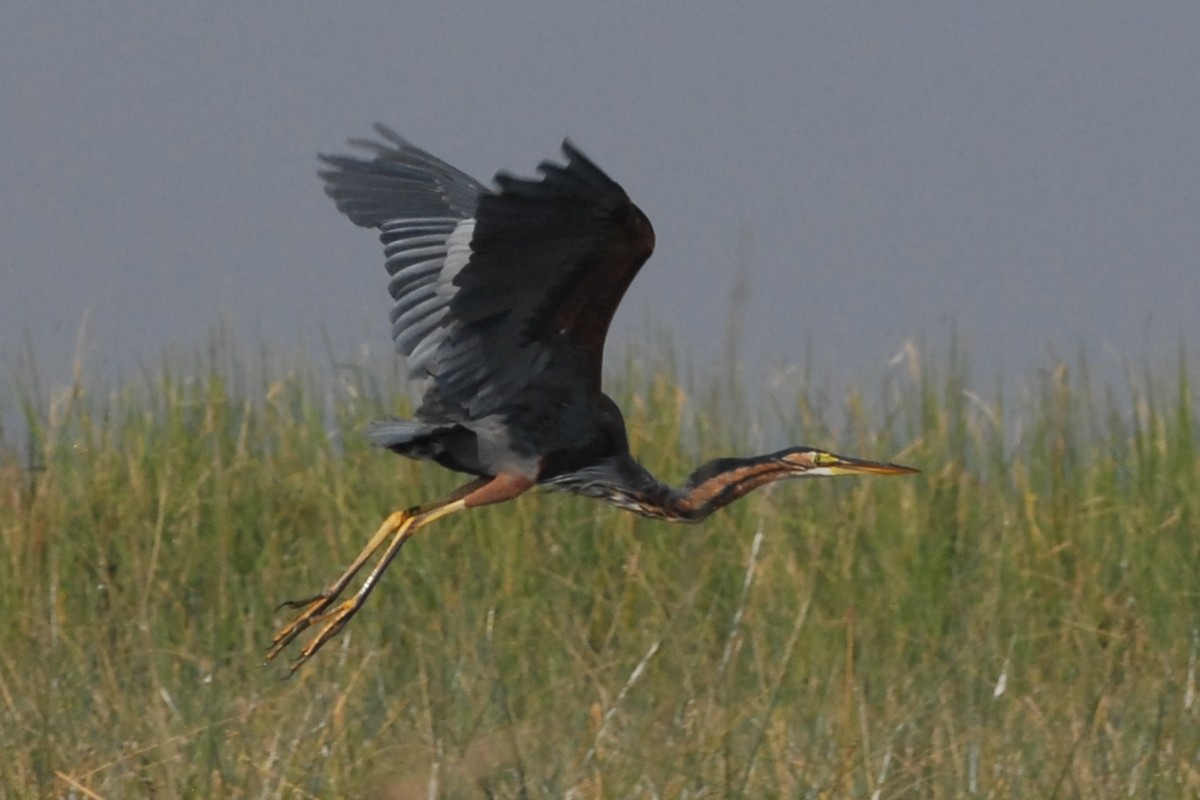 Purple Heron - Cathy Pasterczyk