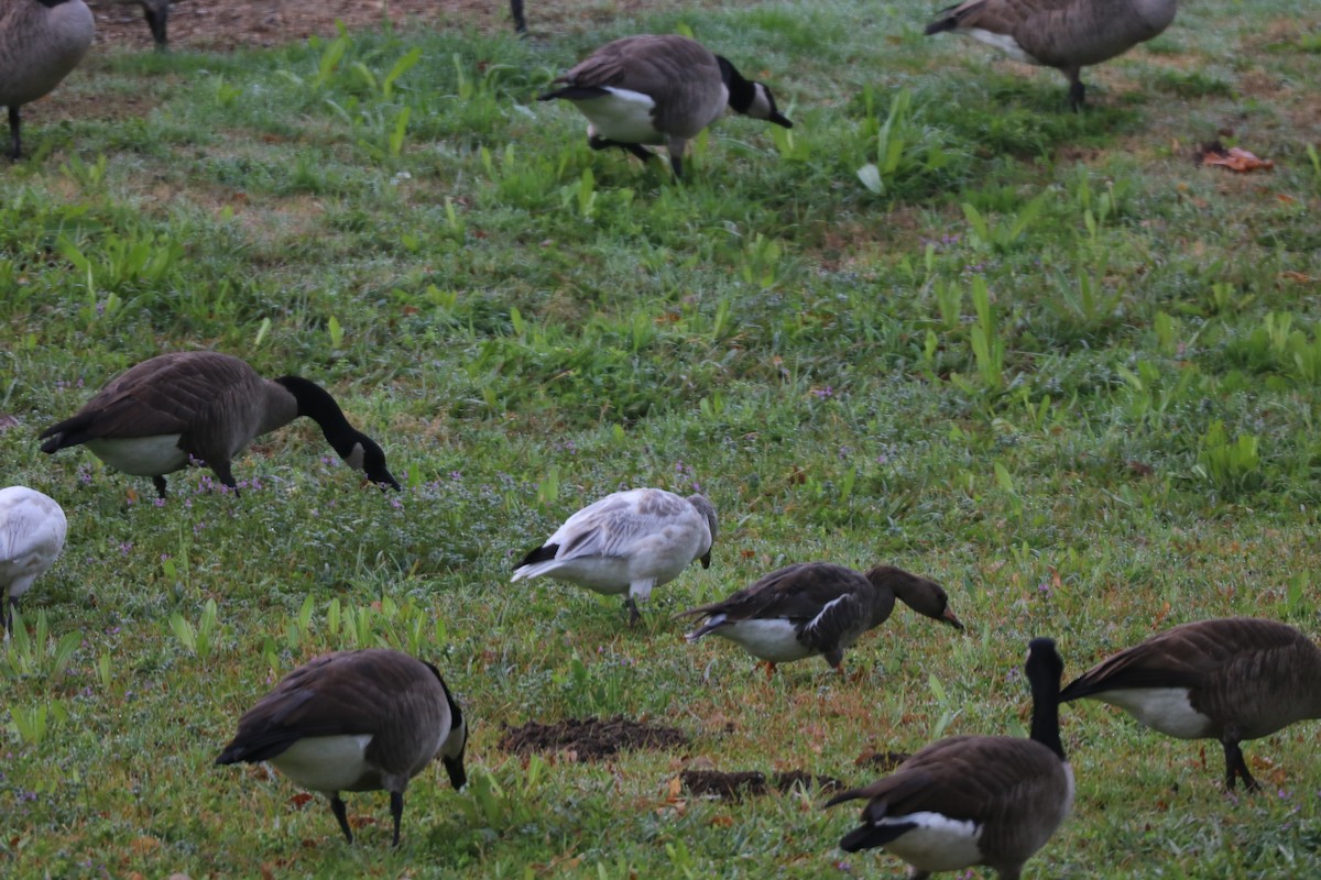 Snow/Ross's Goose - ML192791491