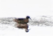 Andean Duck - ML192791821