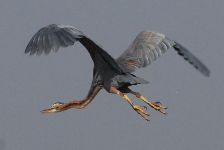 Purple Heron - Cathy Pasterczyk