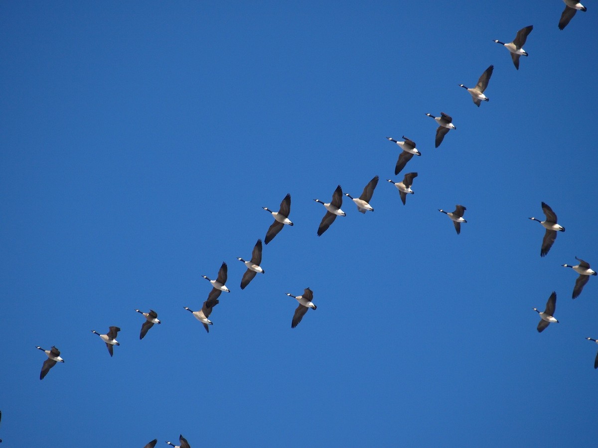 Canada Goose - ML192792041