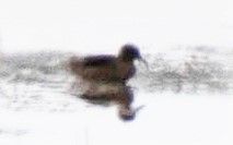 Andean Duck - ML192792071