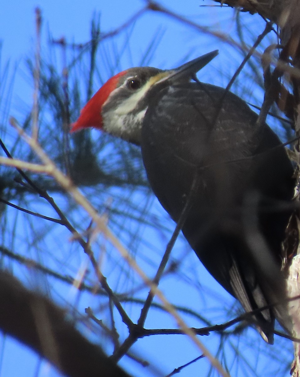 Pileated Woodpecker - ML192793611