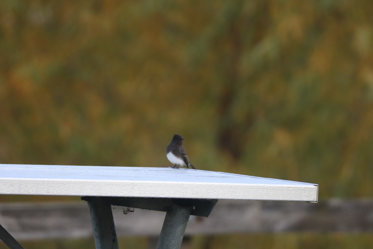 Black Phoebe - ML192793901