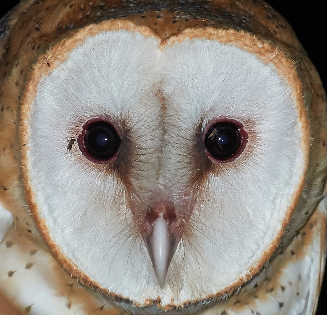 Barn Owl (White-winged) - ML192793911