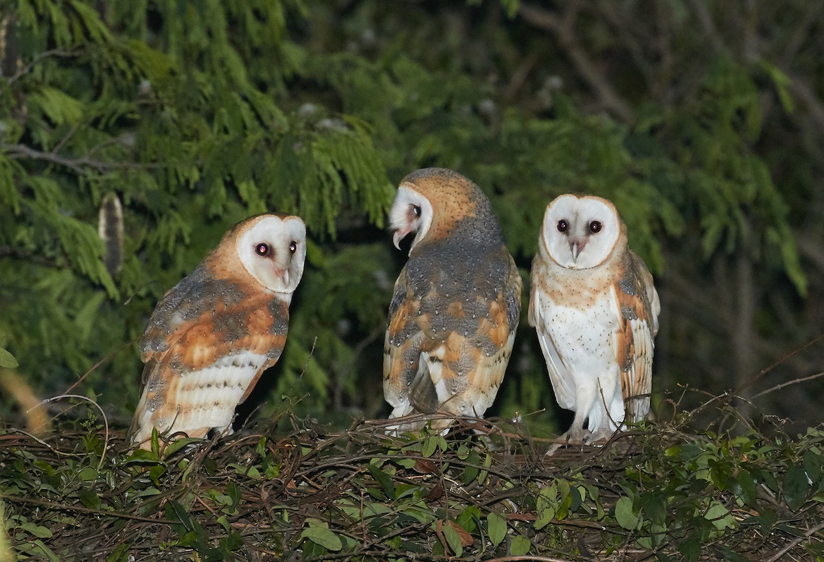 American Barn Owl (White-winged) - Andrew Haffenden