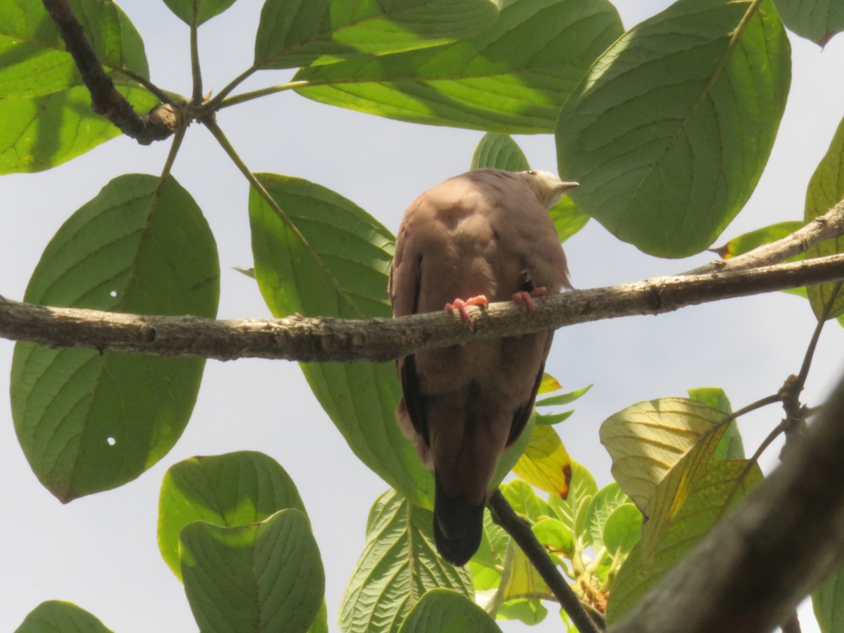 Plain-breasted Ground Dove - ML192796381