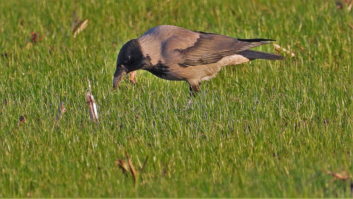 Hooded Crow - ML192797371