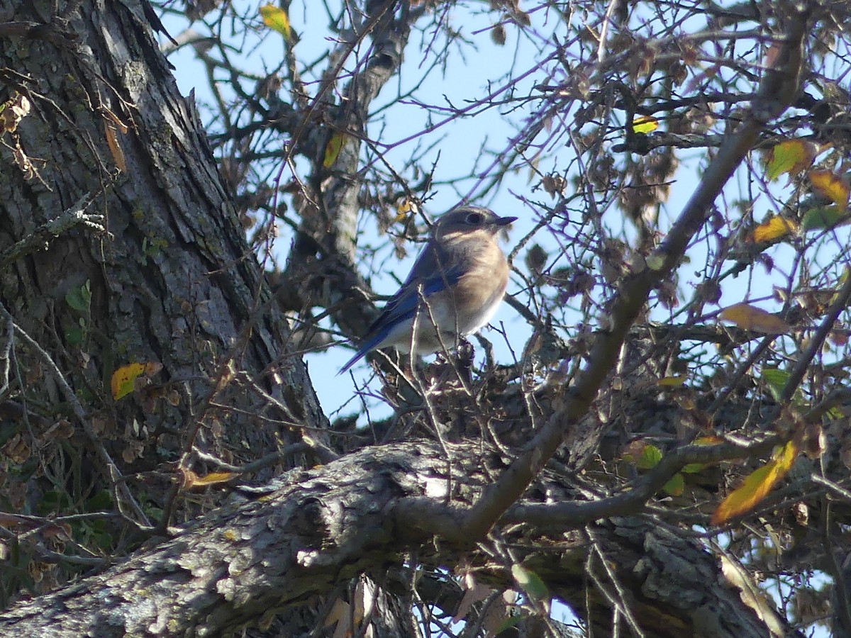 Eastern Bluebird - ML192797451