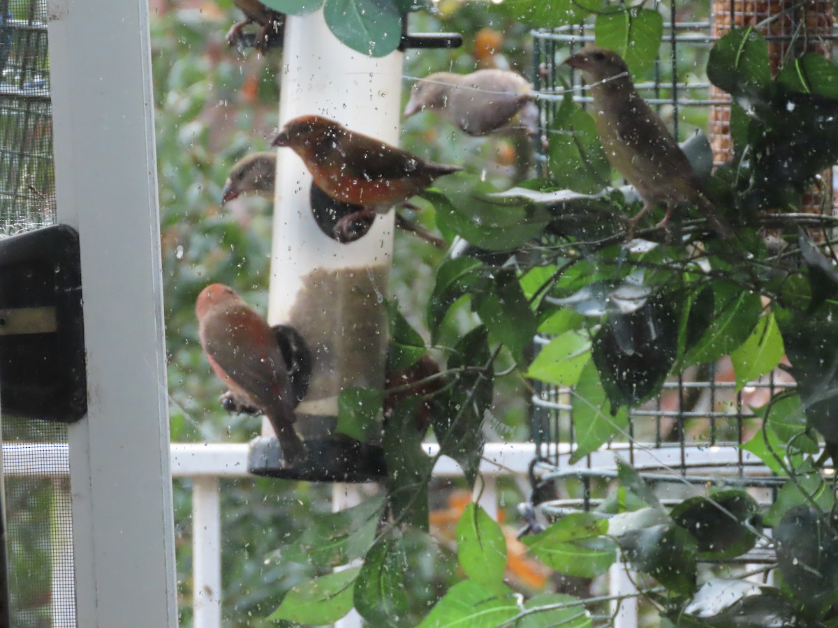 Red Crossbill - ML192799191