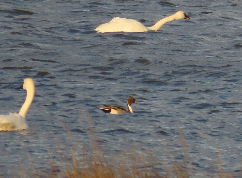 Northern Pintail - ML192799571