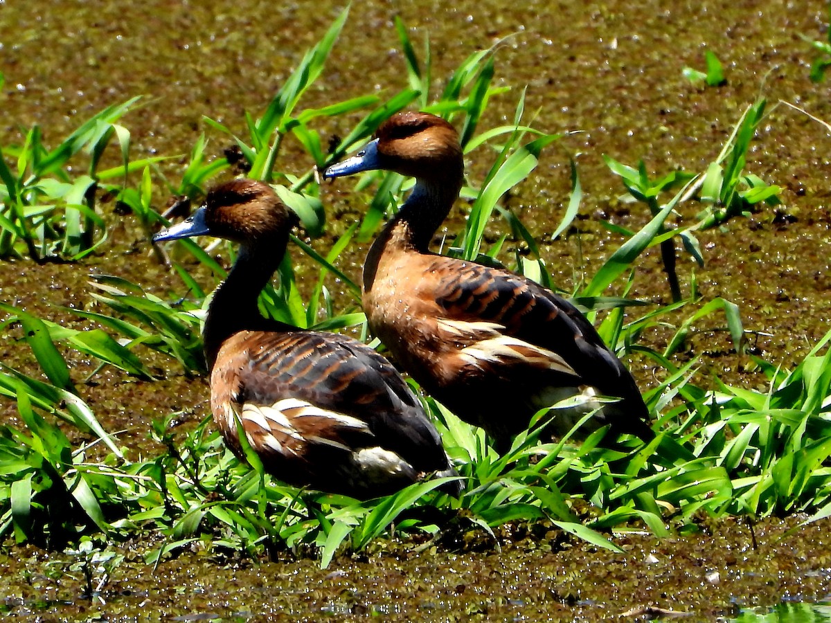 Fulvous Whistling-Duck - ML192800361