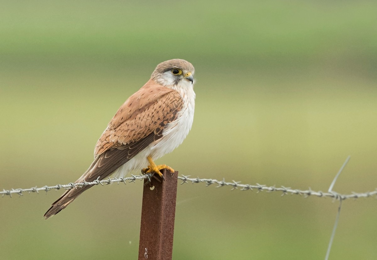 Nankeen Kestrel - ML192800471