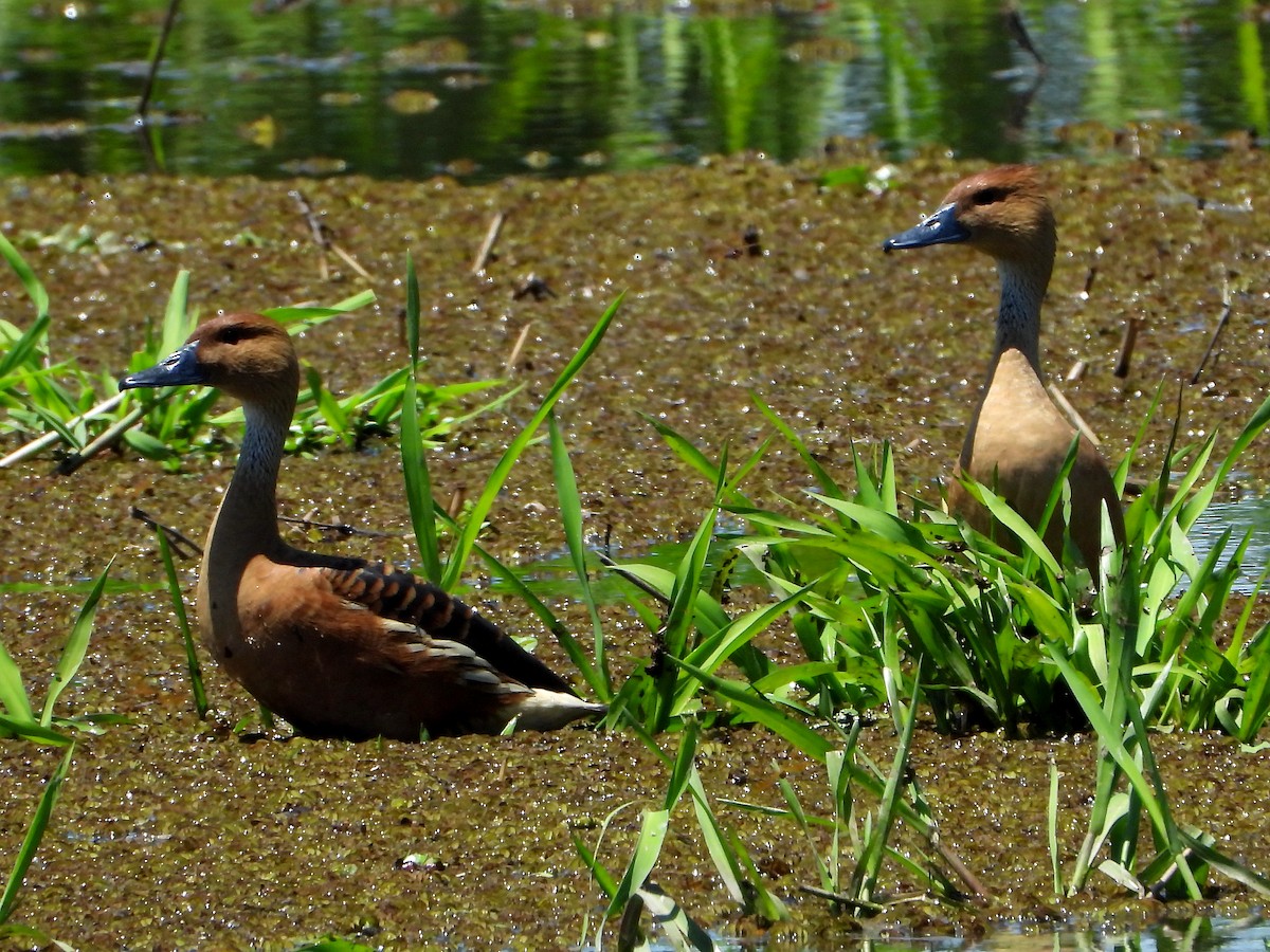 Fulvous Whistling-Duck - ML192800651