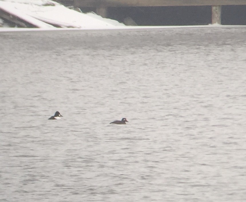 White-winged Scoter - ML192802171