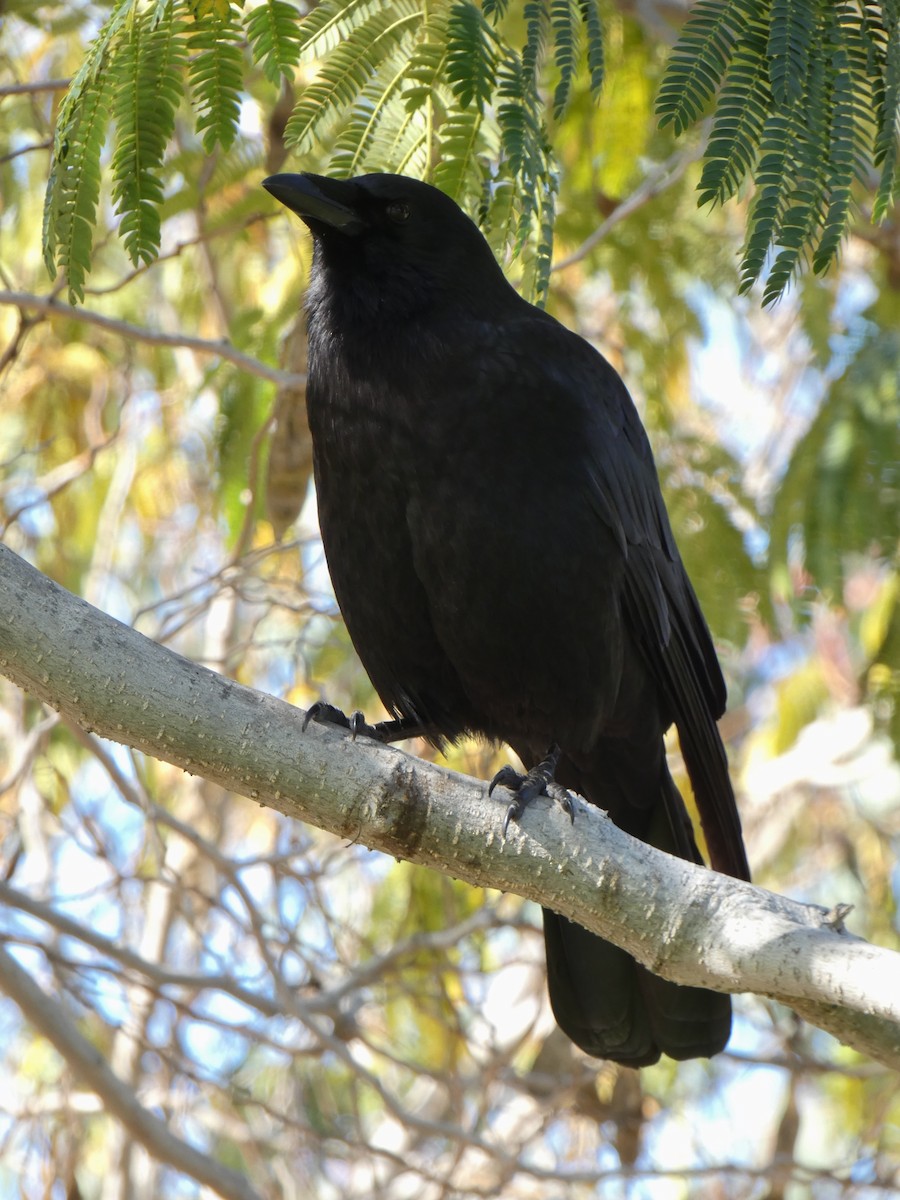 American Crow - ML192802451