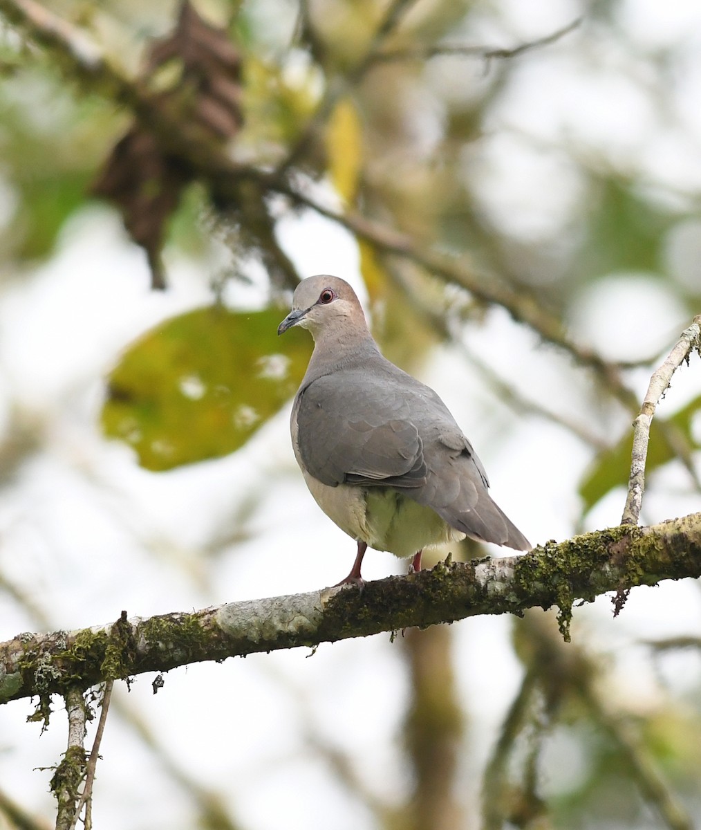 White-tipped Dove - ML192802841