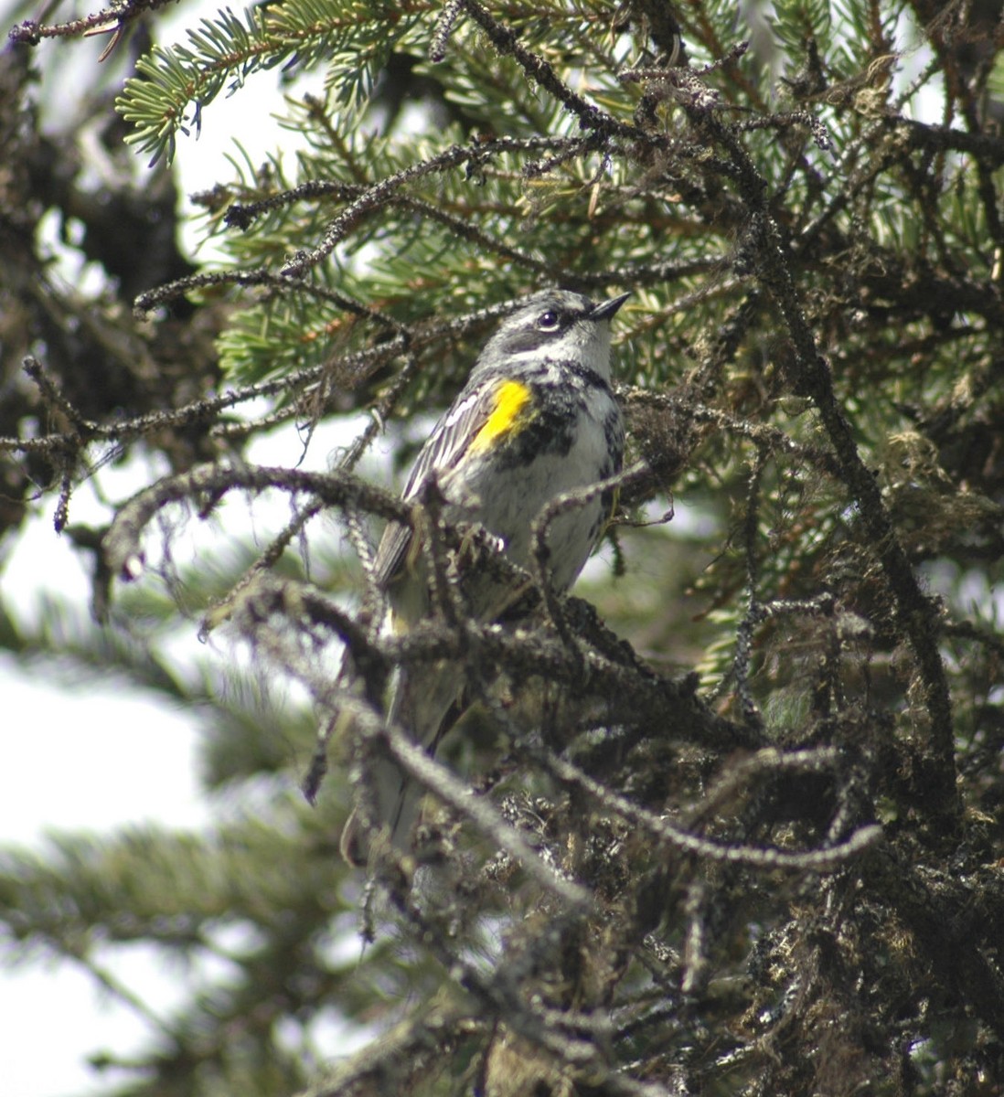 Yellow-rumped Warbler (Myrtle) - ML192803141