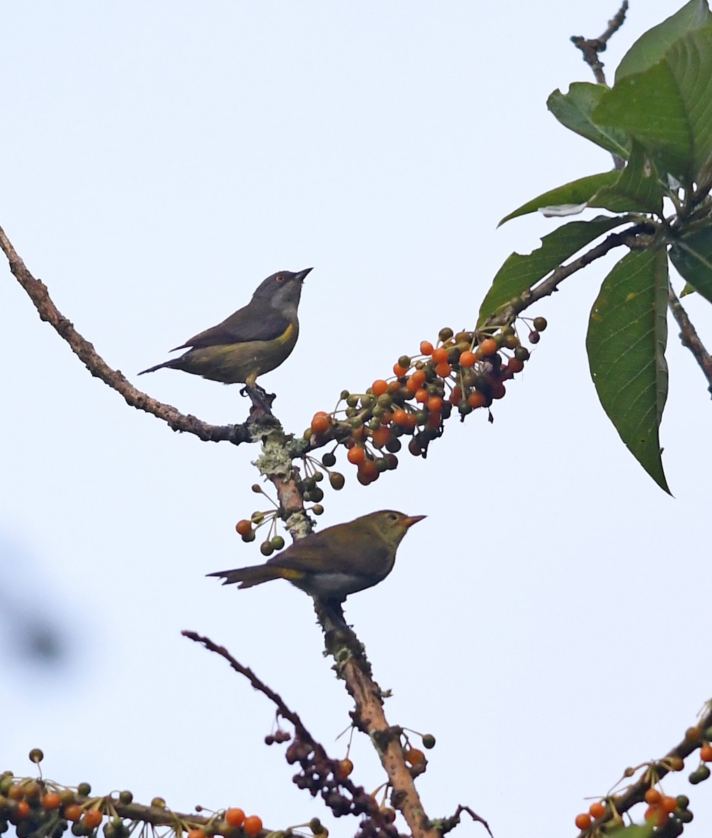 Black-faced Dacnis (Yellow-tufted) - ML192803331