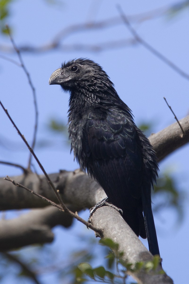 Groove-billed Ani - ML192803781