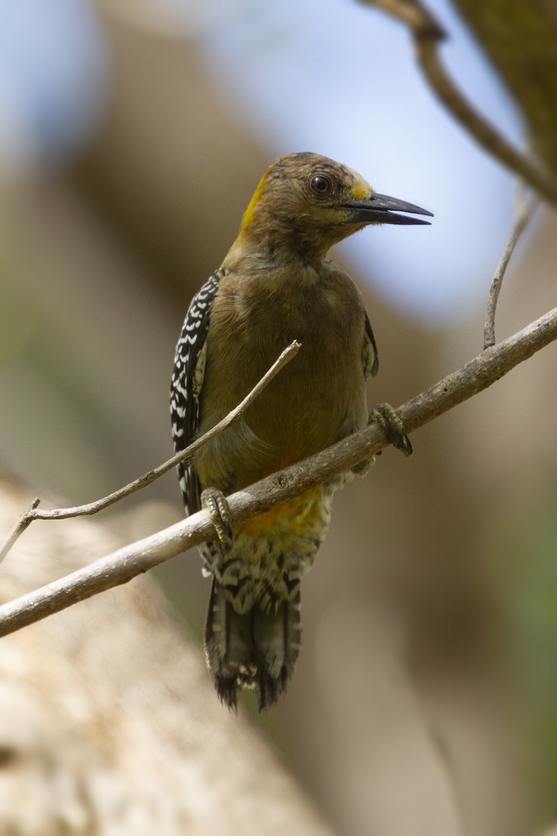 Hoffmann's Woodpecker - ML192804071