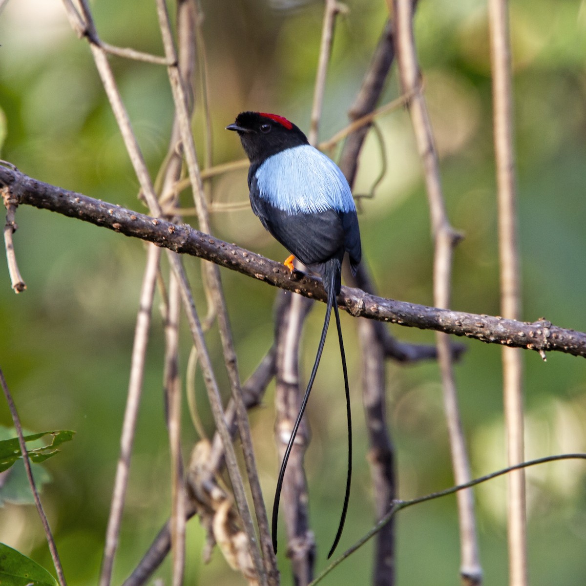 Long-tailed Manakin - ML192804131