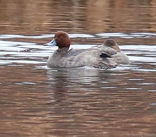 Redhead - ML192804571