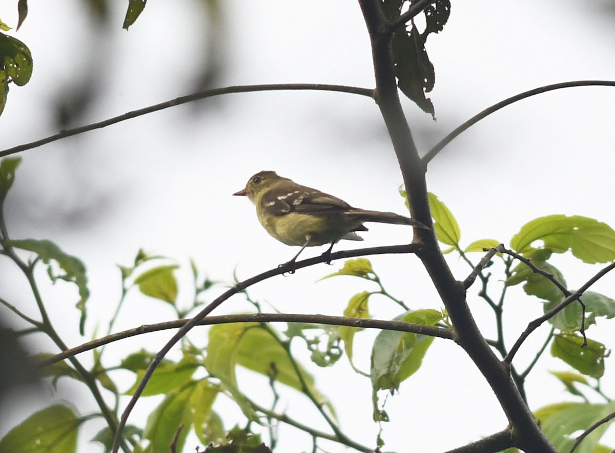 Sierran Elaenia - ML192804771