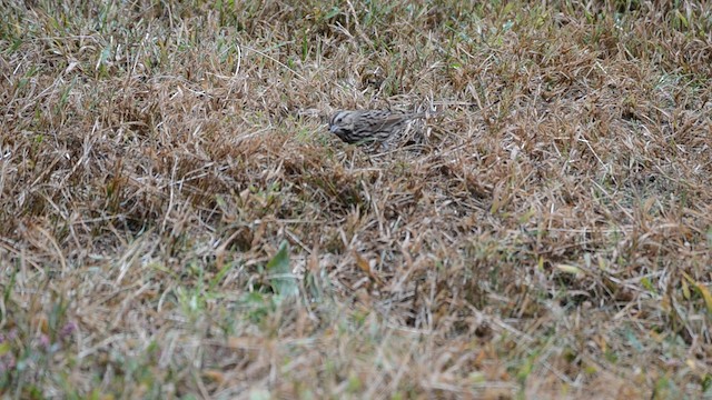 Song Sparrow - ML192804881