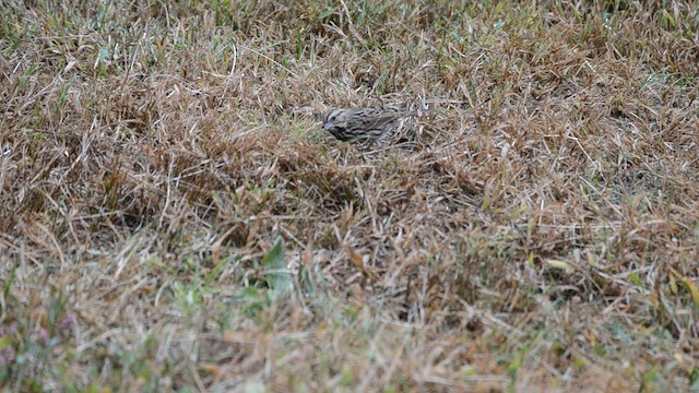 Song Sparrow - ML192804881